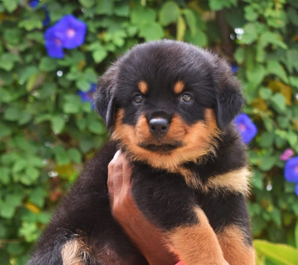 Protective Rottweiler Puppy Available For Sale In Pune.