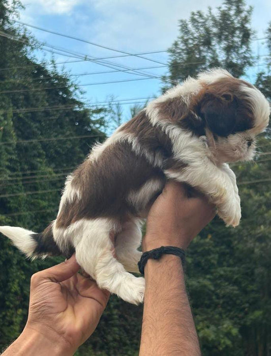 Adaptable shih tzu puppies available for sale in vizag.
