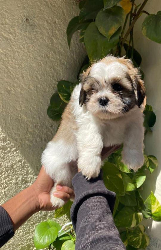 Shih tzu male & female puppy available for sale in vizag.
