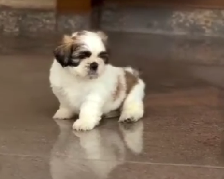 Purchase shih tzu male puppies from vizag at best price.
