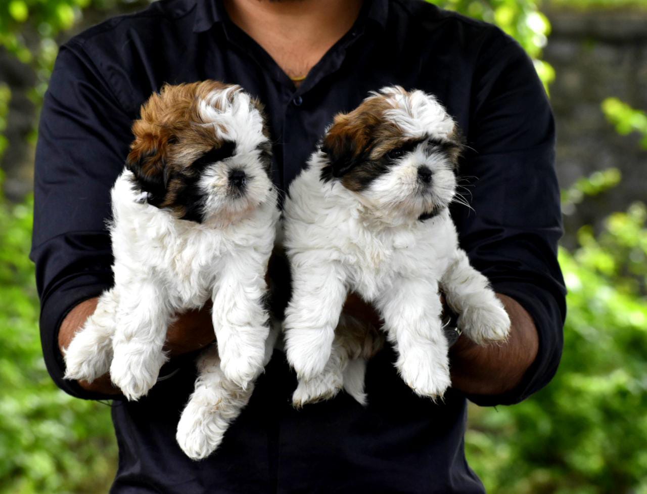 Buy shih tzu puppies from vizag at best quality .
