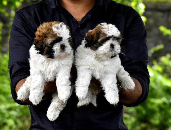 Buy shih tzu puppies from vizag at best quality .
