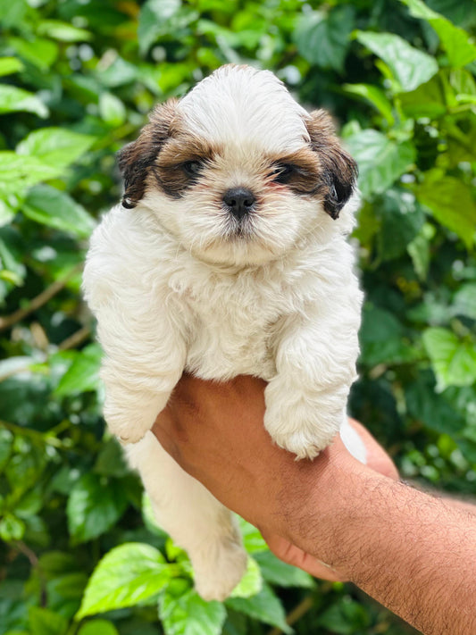 Long Coat Shih Tzu Puppies Available For Sale In Ahmedabad.
