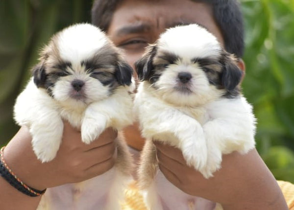 Purchase Male & Female Shih Tzu  Puppies Available For Sale In Ahmedabad.
