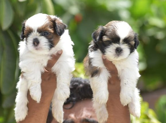 Purchase We Have Loyal Shih Tzu Puppies Available For Sale In Ahmedabad.

