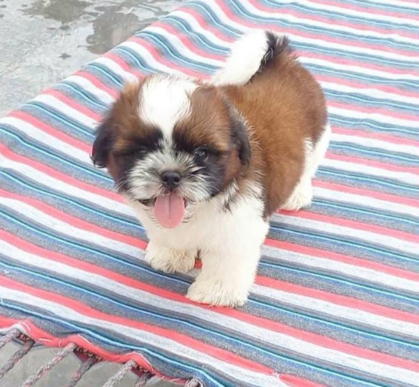 Brown & White Shih Tzu Male & Female Puppies Available For Sale In Ahmedabad.
