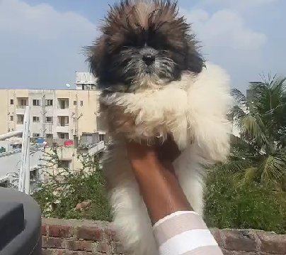 Male Shih Tzu Puppies Available For Sale In Delhi.
