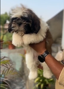 Purchase Family Friendly Shih Tzu Male Puppies Available For Sale In Delhi.
