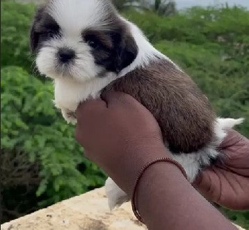 We have Tri Colored Male Shih Tzu Puppies Available For Sale In Delhi.
