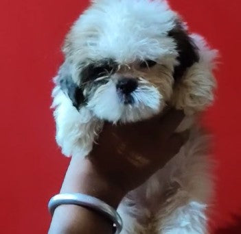 Purchase Family Friendly Shih Tzu  Puppies Available For Sale In Delhi.
