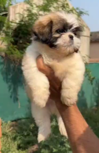 Get Cute Shih Tzu Puppy Available For Sale In Goa.