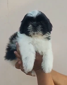  Purchase Vet Checked Puppies Shih Tzu Available For Sale At Goa.
