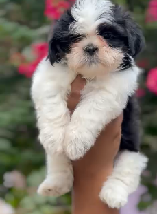 Get Black & White Shih Tzu Puppy Available For Sale In Goa.
