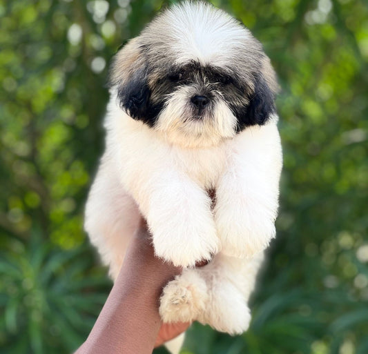 Adaptable shih tzu puppies available for sale in hyderabad.
