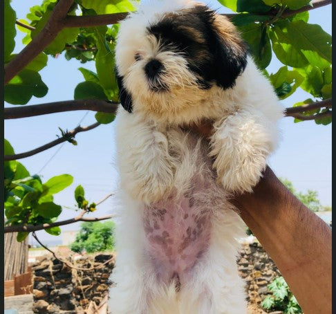 Purchase shih tzu male puppies from hyderabad at best price.
