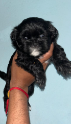 Black Colored Shih Tzu Puppy Available For Sale .
