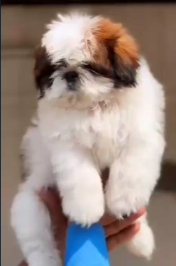 Get Female Shih Tzu Puppies Available For Sale.
