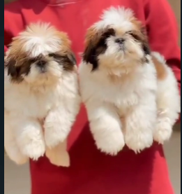 Buy Male & Female Shih Tzu Puppies Available For Sale.
