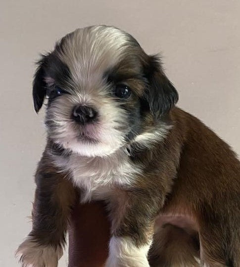 Shih Tzu Puppies Available In Pune At Affordable Price.