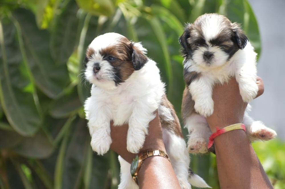 Buy Male & Female Shih Tzu Puppy  In Pune.