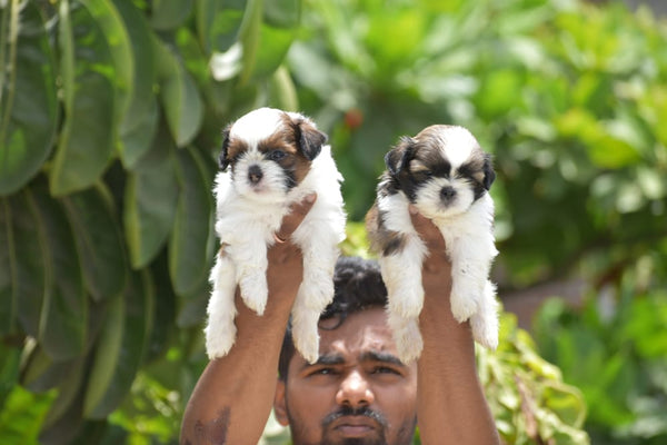 Buy Premium Quality Shih Tzu Puppy.