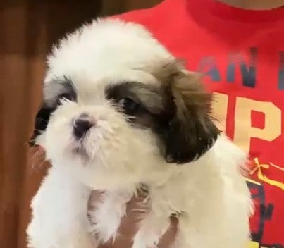 Furry Shih Tzu Puppy Available In Pune.