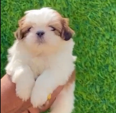 Buy Furry & Healthy Shih Tzu Puppy From pune.