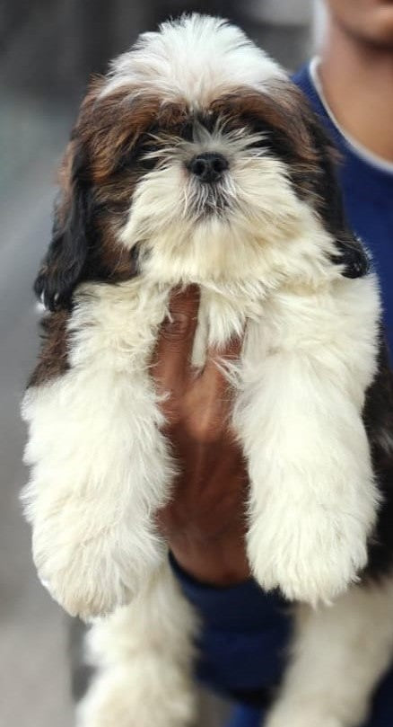 Adaptable shih tzu puppies available for sale in chennai.
