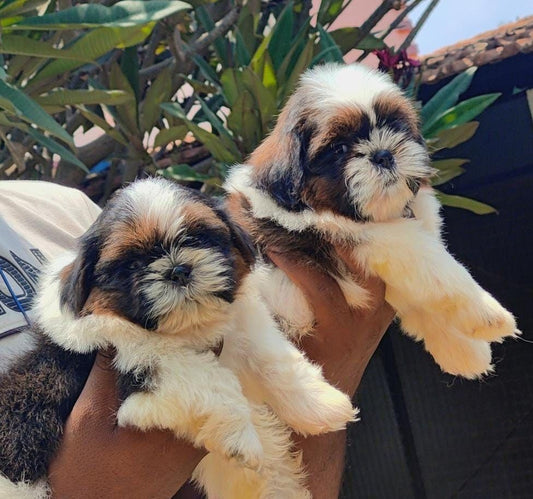 Shih tzu male & female puppy available for sale in chennai.
