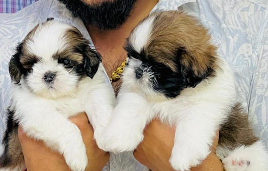 Purchase shih tzu male puppies from chennai at best price.
