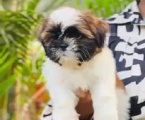 Buy shih tzu puppies from chennai at best quality .
