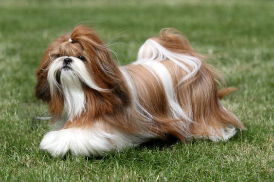 Fluffy & Cuddly Shih Tzu Puppy Available For Sale.