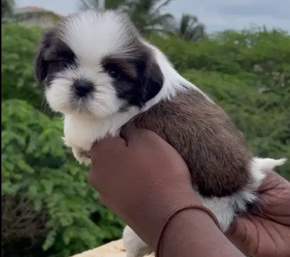 Adaptable shih tzu puppies available for sale in jaipur.
