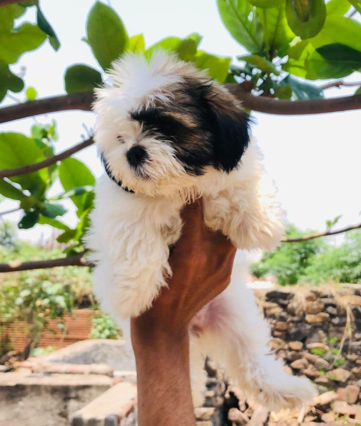 Purchase shih tzu male puppies from jaipur at best price.
