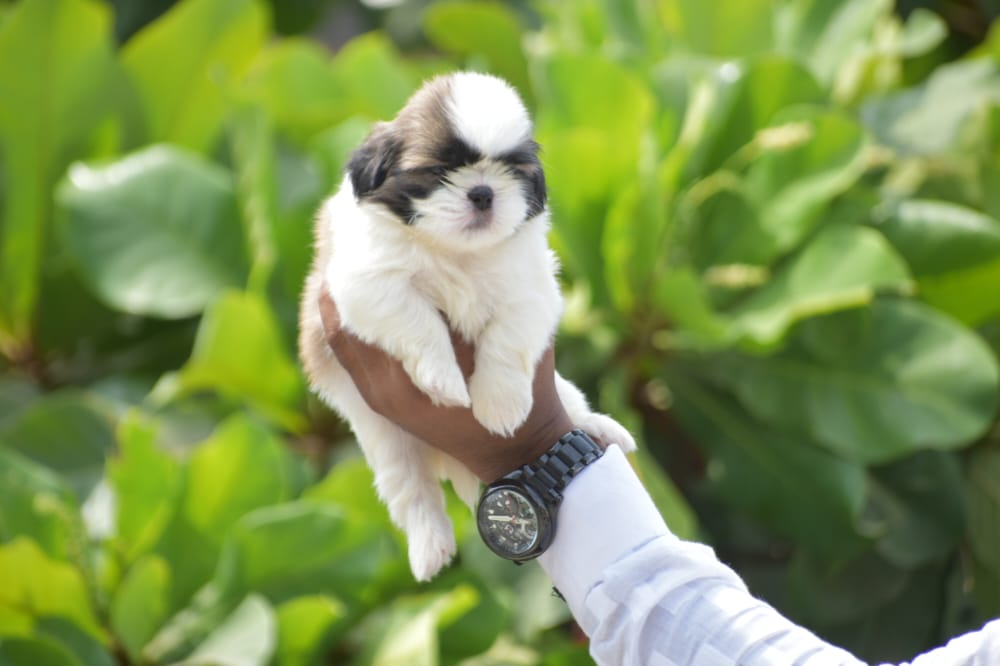 Buy shih tzu puppies from jaipur at best quality .
