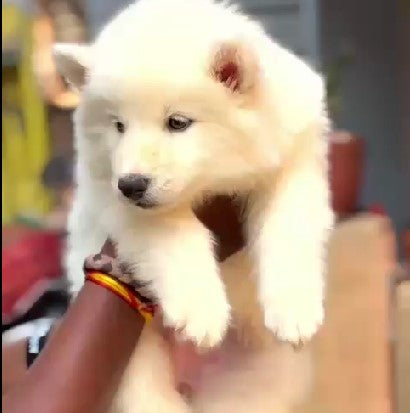 Buy siberian husky puppies from hyderabad at perfect price.
