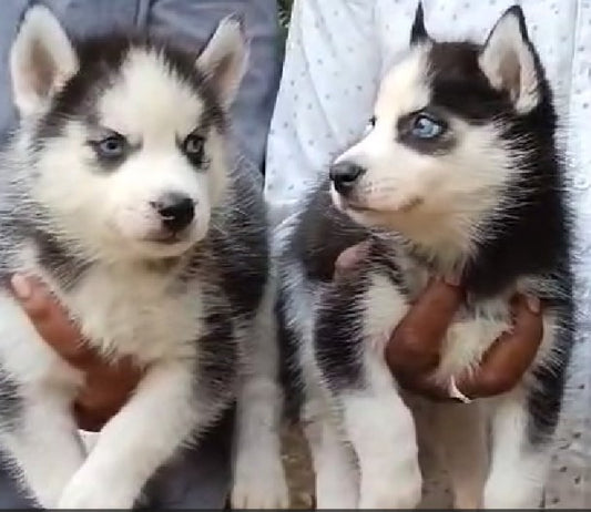 Get siberian husky male & female puppies from hyderabad at best quality.
