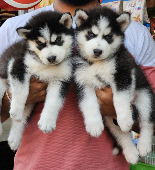 Purchase siberian husky puppies at premium quality in your city hyderabad.

