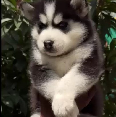 Buy male siberian husky puppies from hyderabad.
