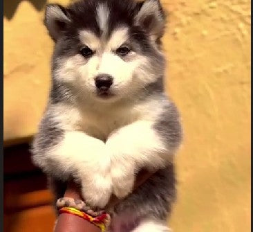 Buy siberian husky puppies from jaipur at perfect price.
