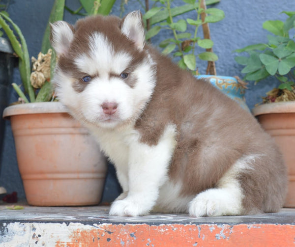 Get siberian husky male & female puppies from jaipur at best quality.
