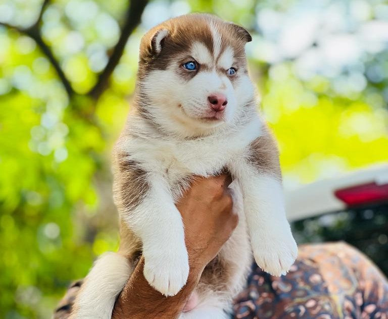 Purchase siberian husky puppies at premium quality in your city jaipur.
