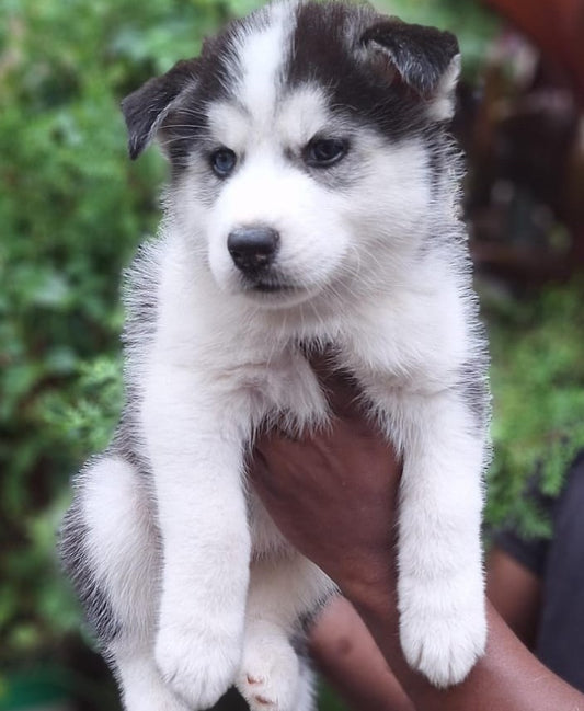 Buy male siberian husky puppies from jaipur.
