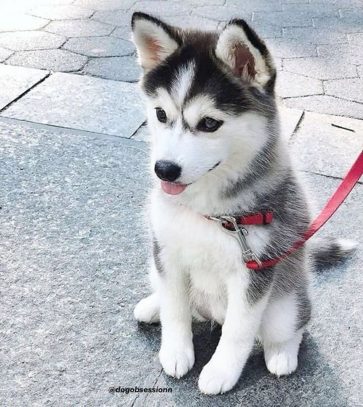 Siberian Husky