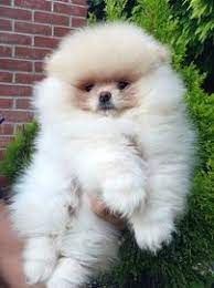 Buy feisty toy pomeranian puppies available for sale in vizag.
