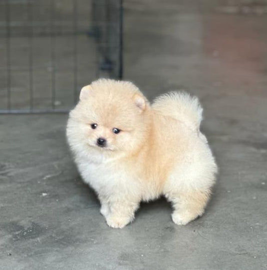 Purchase alert toy pomeranian puppies available in vizag.
