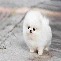 We have cheerful toy pomeranian puppies from vizag. 
