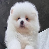 Buy toy pomeranian puppies from vizag at best quality.
