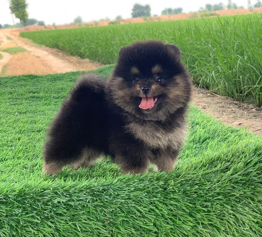 Black Male Toy Pom  Puppies Available For Sale In Ahmedabad.