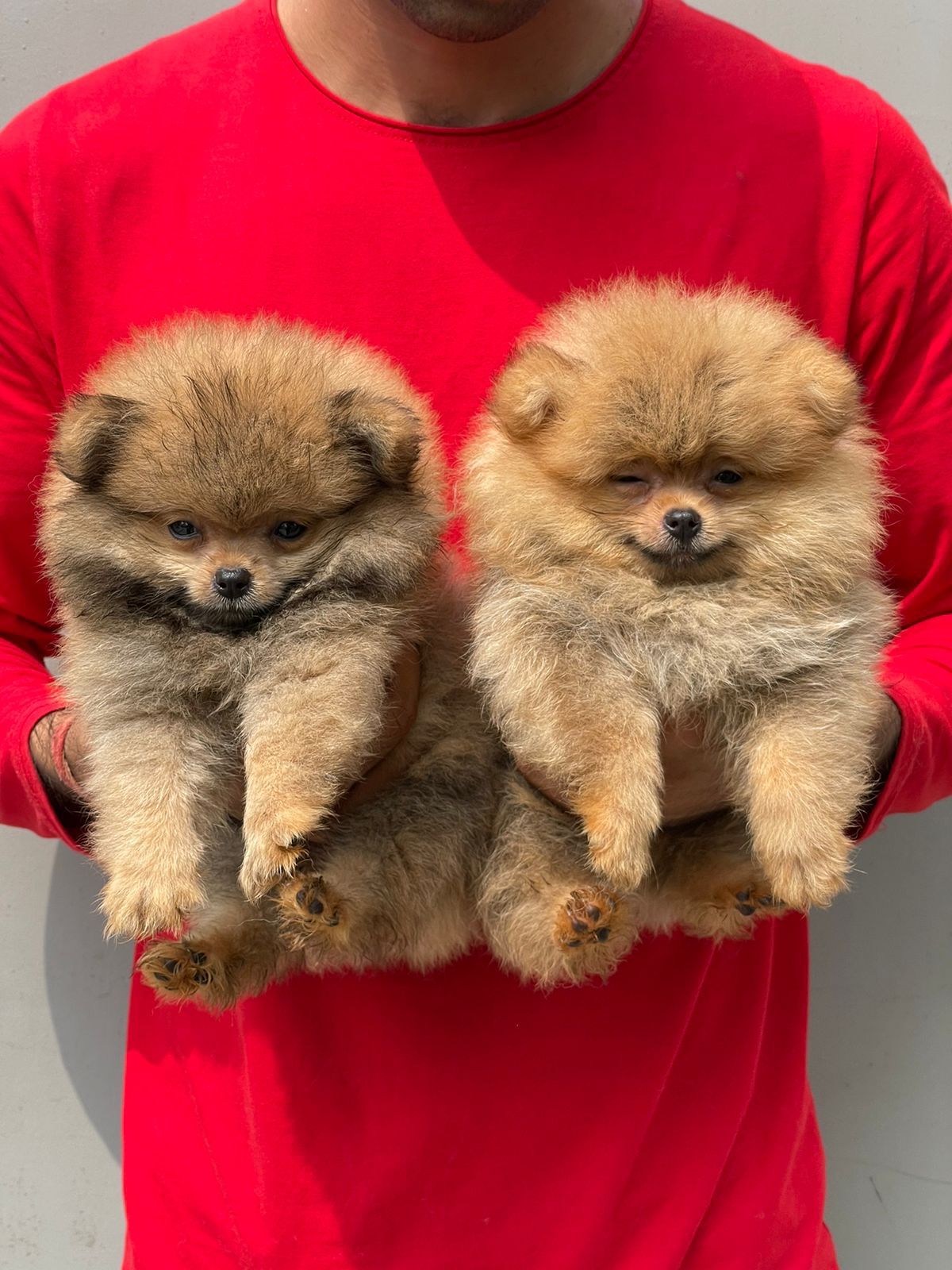 We have Male & Female Toy Pomeranian Puppies Available For Sale In Ahmedabad.
